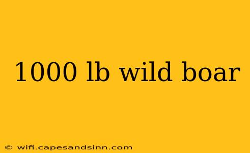 1000 lb wild boar