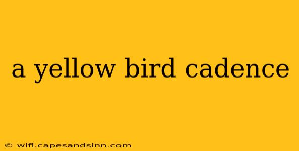 a yellow bird cadence