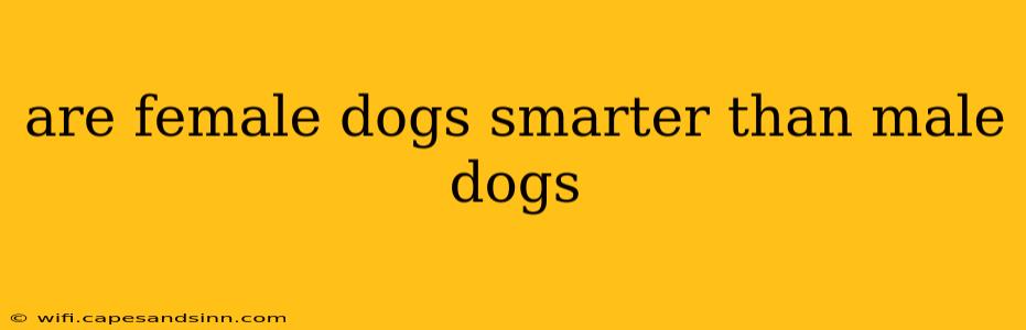 are female dogs smarter than male dogs