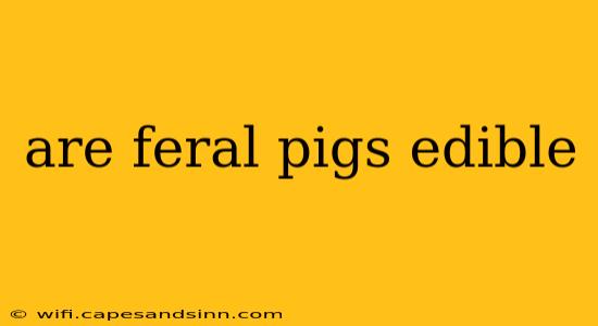 are feral pigs edible