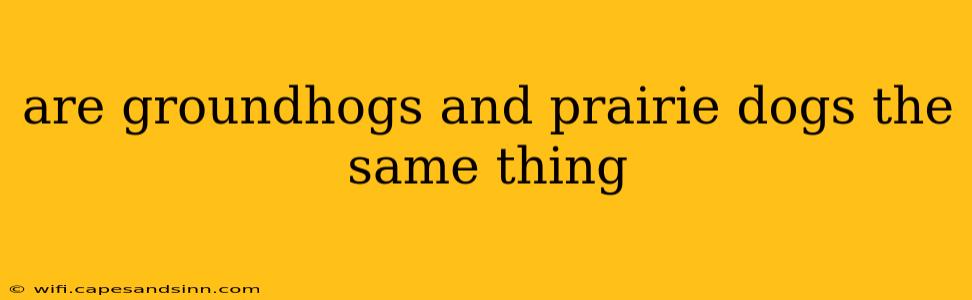 are groundhogs and prairie dogs the same thing