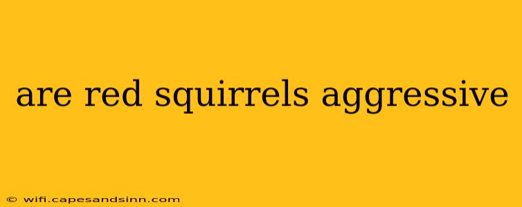 are red squirrels aggressive