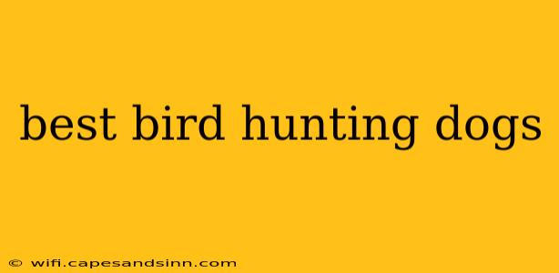 best bird hunting dogs