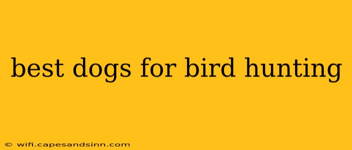 best dogs for bird hunting