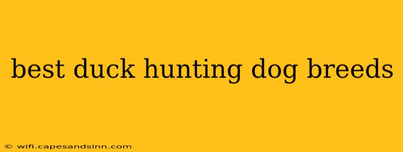 best duck hunting dog breeds