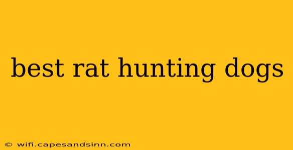 best rat hunting dogs