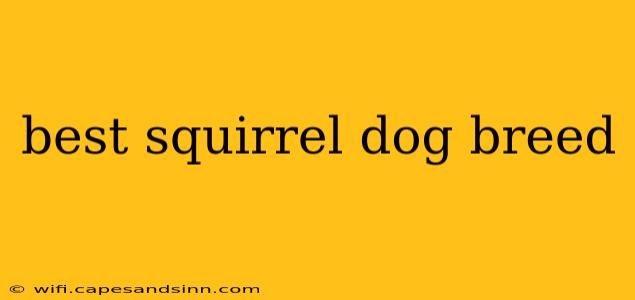 best squirrel dog breed