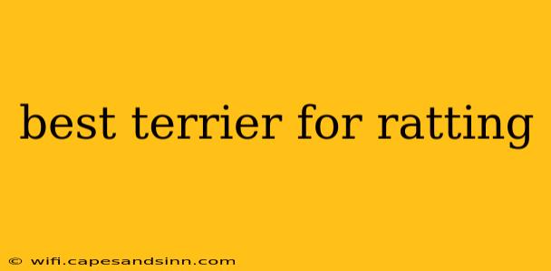 best terrier for ratting