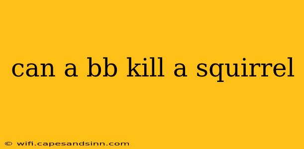 can a bb kill a squirrel