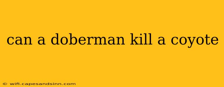 can a doberman kill a coyote