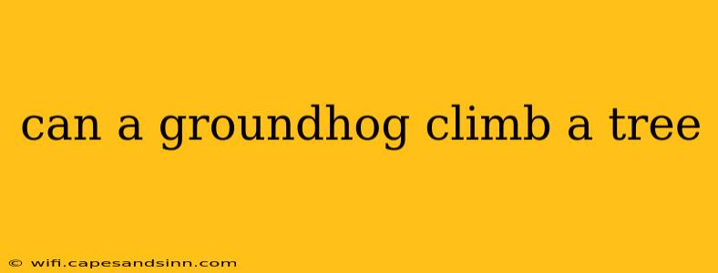 can a groundhog climb a tree