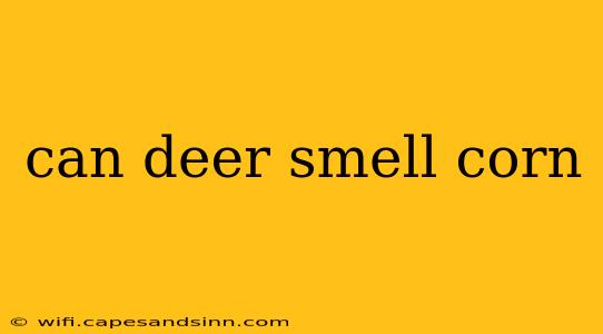 can deer smell corn