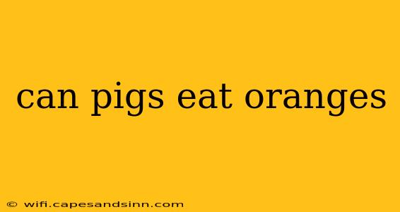 can pigs eat oranges