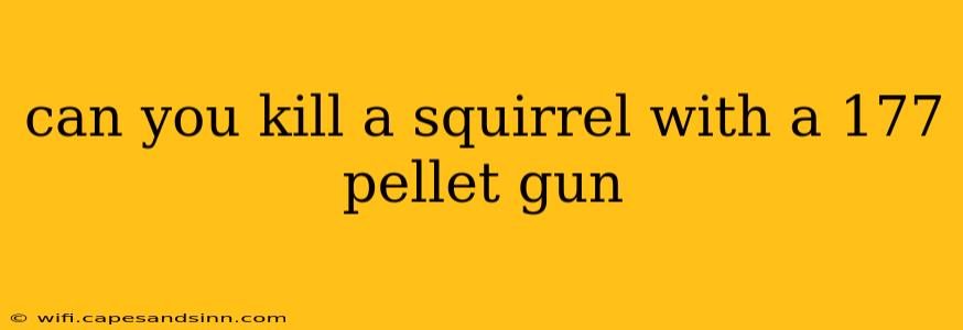 can you kill a squirrel with a 177 pellet gun