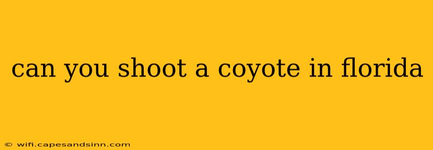 can you shoot a coyote in florida