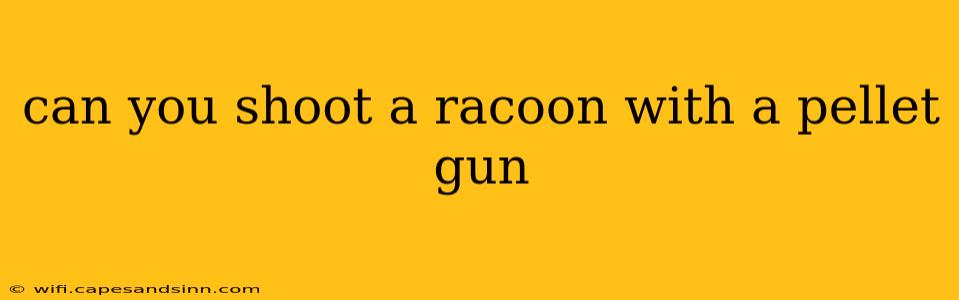 can you shoot a racoon with a pellet gun