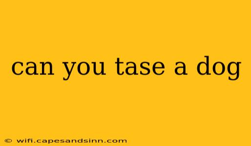 can you tase a dog