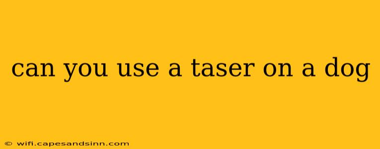 can you use a taser on a dog