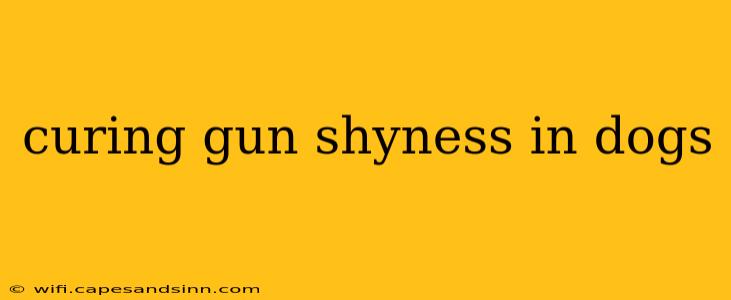 curing gun shyness in dogs