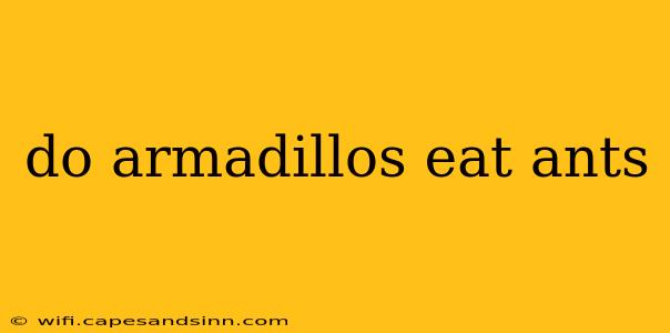 do armadillos eat ants