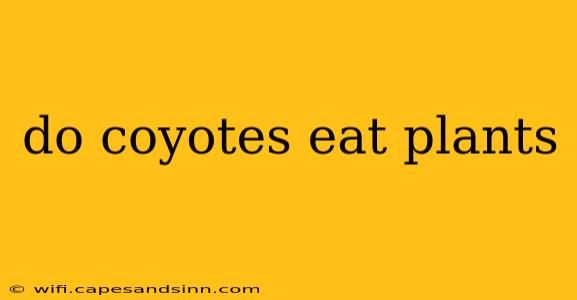 do coyotes eat plants