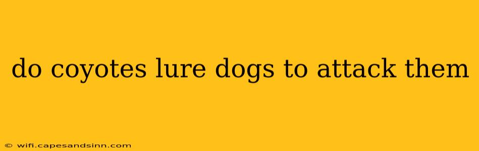 do coyotes lure dogs to attack them