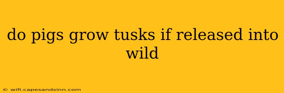 do pigs grow tusks if released into wild