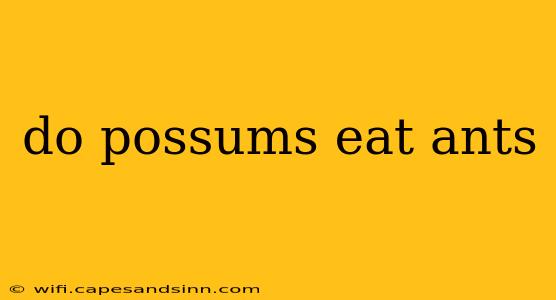 do possums eat ants