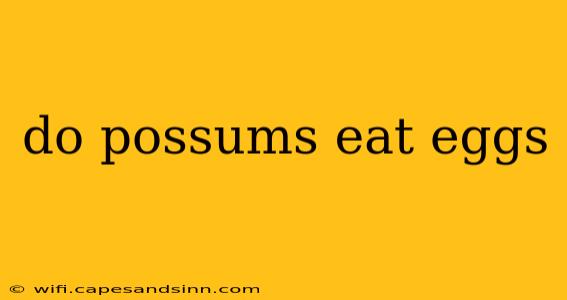 do possums eat eggs