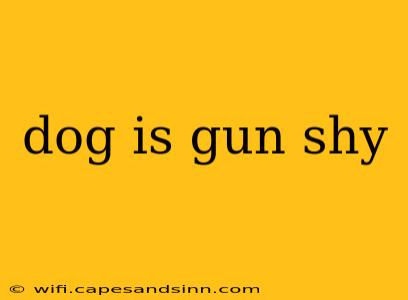 dog is gun shy