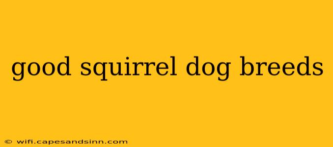 good squirrel dog breeds