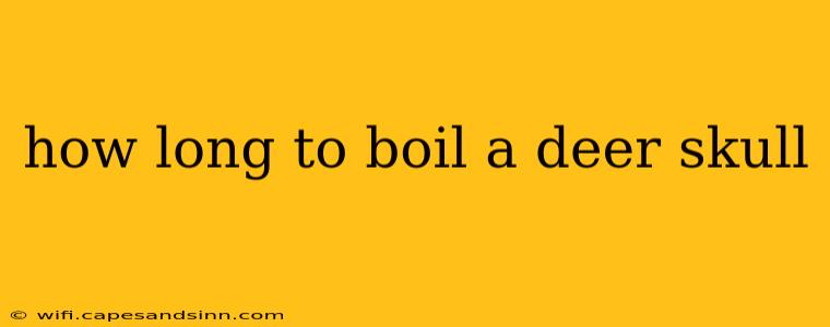 how long to boil a deer skull