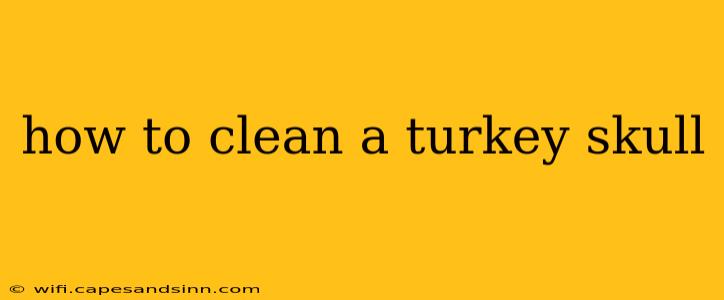 how to clean a turkey skull