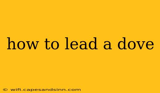 how to lead a dove