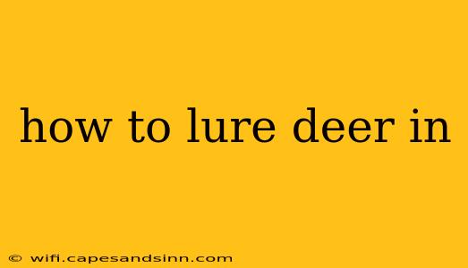 how to lure deer in