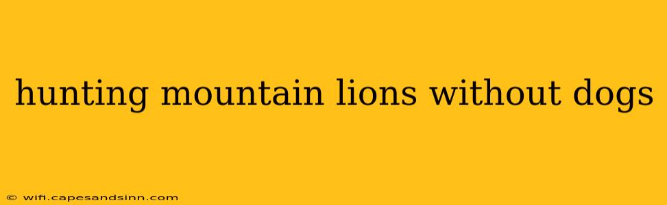 hunting mountain lions without dogs