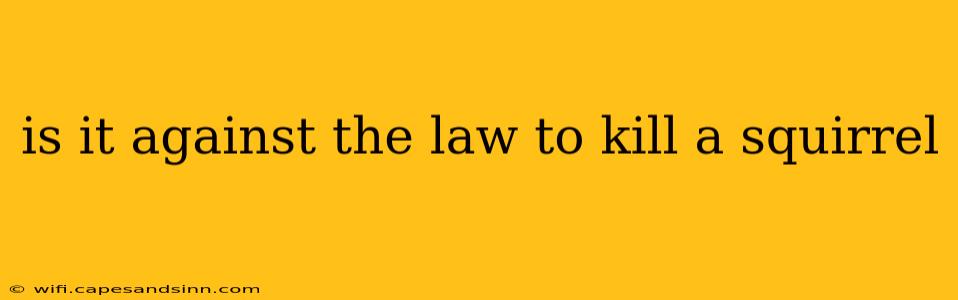 is it against the law to kill a squirrel