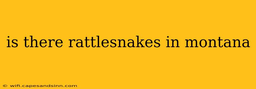 is there rattlesnakes in montana