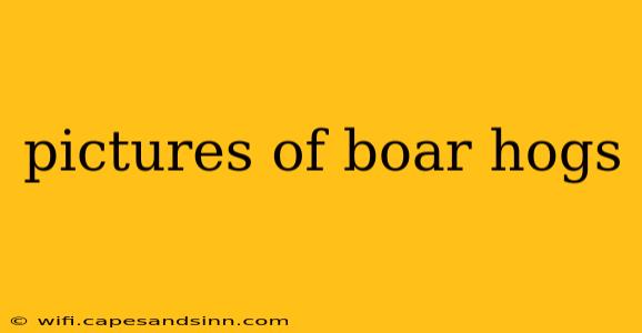 pictures of boar hogs