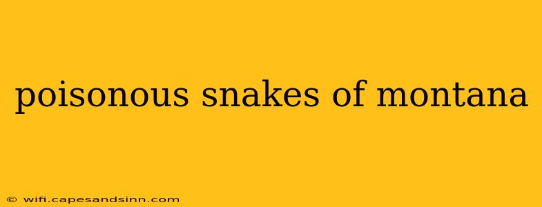 poisonous snakes of montana