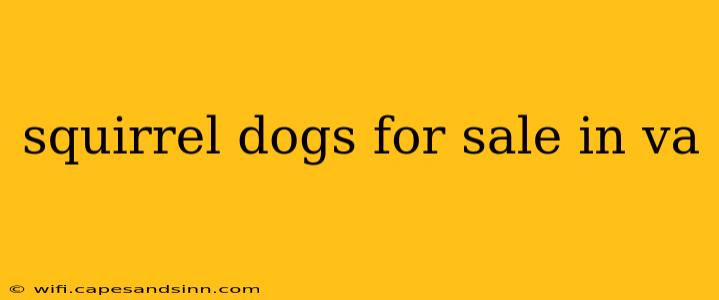 squirrel dogs for sale in va