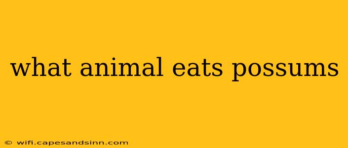 what animal eats possums