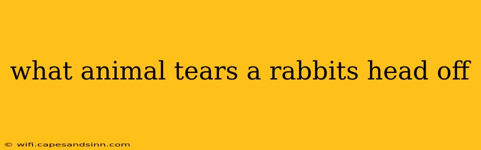 what animal tears a rabbits head off