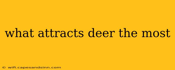 what attracts deer the most