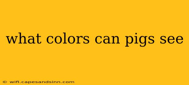 what colors can pigs see