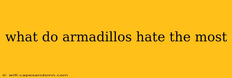 what do armadillos hate the most