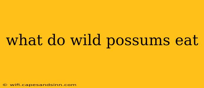 what do wild possums eat