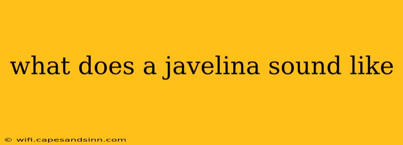 what does a javelina sound like