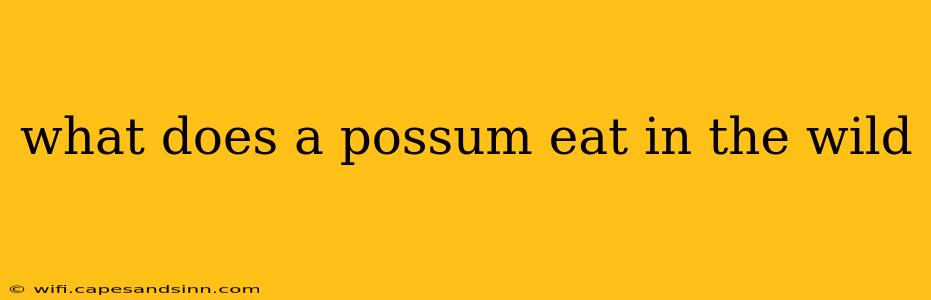 what does a possum eat in the wild