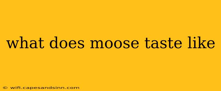 what does moose taste like